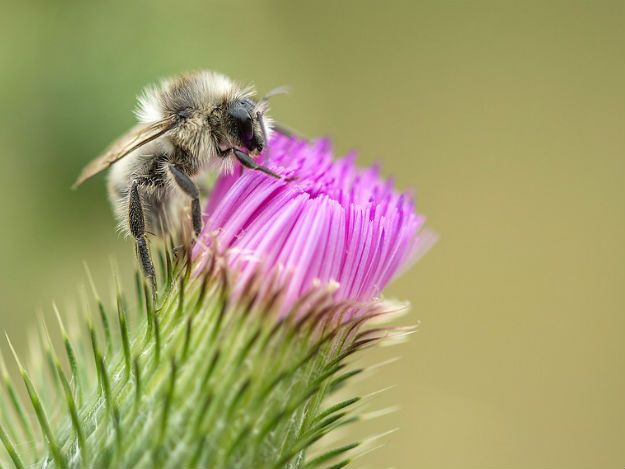 Walmart quer usar abelhas drone para polinizar plantações Negócios Disruptivos